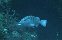 Epinephelus striatus