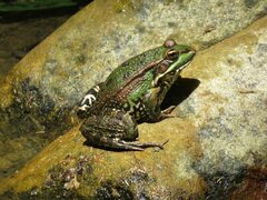 Pelophylax saharicus