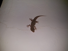 Tarentola angustimentalis