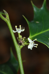 Ilex aquifolium