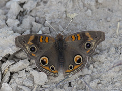 Junonia nigrosuffusa