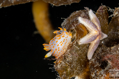 Polycera quadrilineata