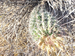 Ferocactus townsendianus