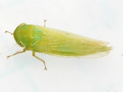 Chlorotettix unicolor