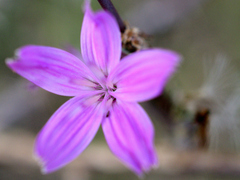 Stephanomeria virgata