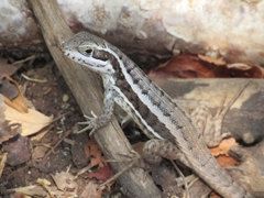 Leiocephalus cubensis