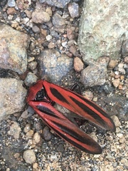 Sphenoclypeana parana