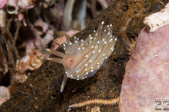 Facelina bostoniensis