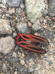 Sphenoclypeana parana