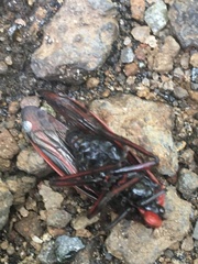 Sphenoclypeana parana