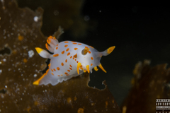 Polycera quadrilineata