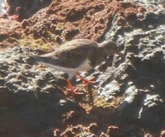 Arenaria interpres interpres