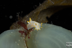 Polycera quadrilineata