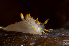Polycera quadrilineata