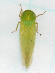 Chlorotettix unicolor