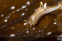 Polycera quadrilineata