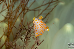 Polycera quadrilineata