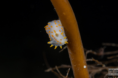 Polycera quadrilineata