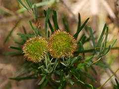 Ricinocarpos pinifolius
