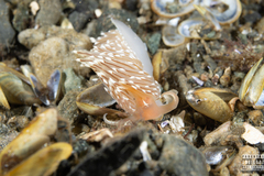 Facelina bostoniensis