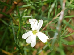 Ricinocarpos pinifolius