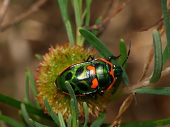 Scutiphora pedicellata