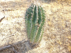 Ferocactus townsendianus