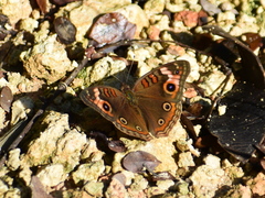 Junonia neildi