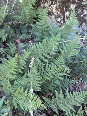 Myriopteris clevelandii