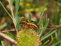 Scutiphora pedicellata