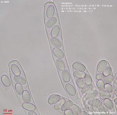 Lasiobolus intermedius