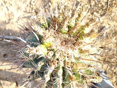Ferocactus townsendianus