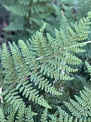 Myriopteris clevelandii