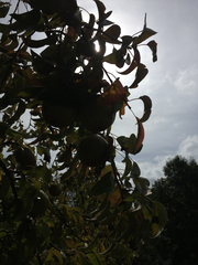 Malus dasyphylla