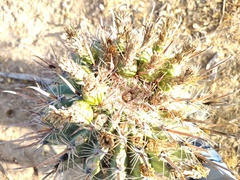 Ferocactus townsendianus
