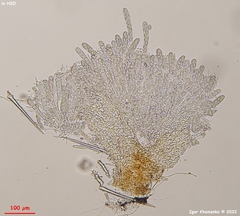 Lasiobolus intermedius