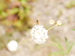 Trachymene composita