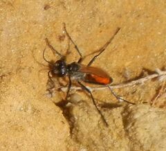Sphecidae