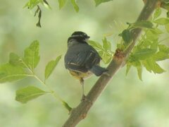 Cyanistes teneriffae