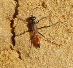 Sphecidae