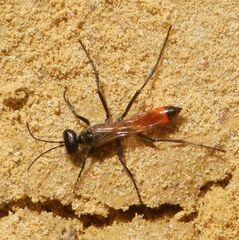 Sphecidae