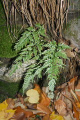 Asplenium adiantum-nigrum