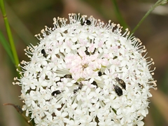 Trachymene composita