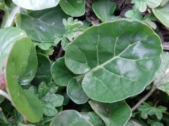 Barbarea vulgaris