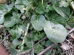 Barbarea vulgaris