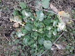 Barbarea vulgaris