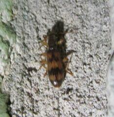 Cymatodera undulata
