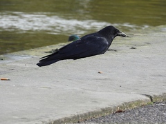 Corvus corone corone