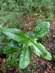 Eucryphia cordifolia