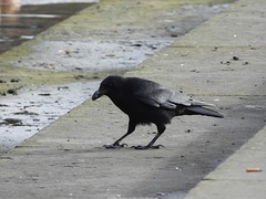 Corvus corone corone